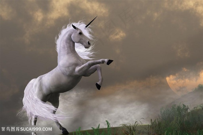 美丽的天马高清图片