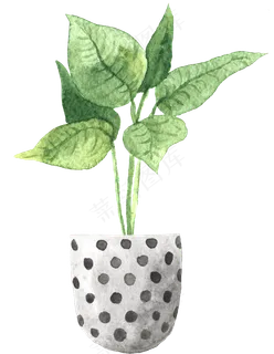 水彩插画-植物28