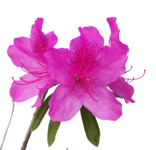 免抠杜鹃花，植物，紫红色，春天，花朵