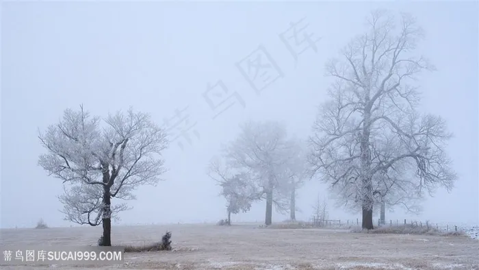 迷雾大树风景画壁纸