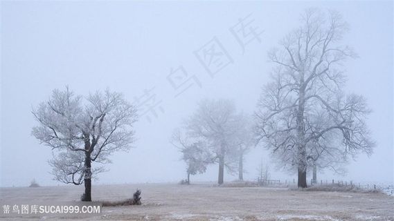 迷雾大树风景画壁纸