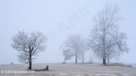 迷雾大树风景画壁纸 迷雾大树风景画壁纸