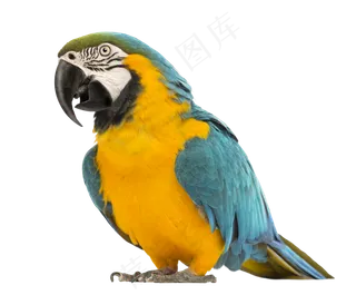 鹦鹉鸟元素
