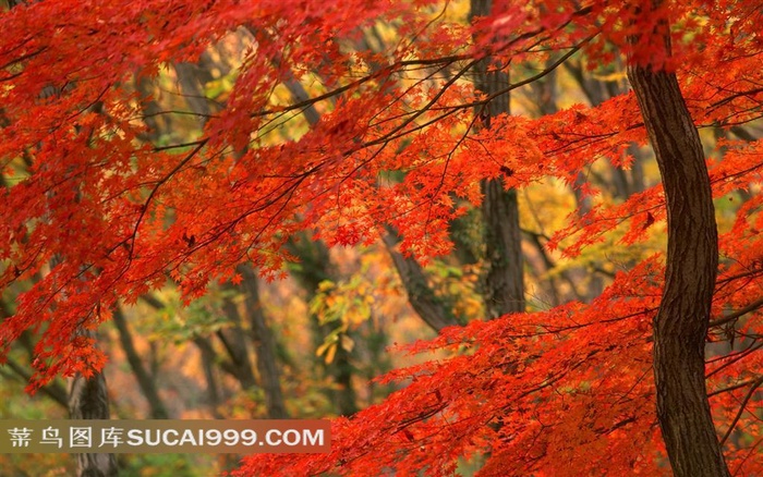 红色枫树摄影图