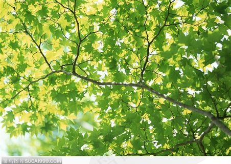树叶满枝-2