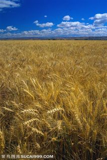 农作物-蓝天白云下被风吹得摆动的麦穗