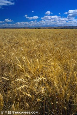 农作物-蓝天白云下被风吹得摆动的麦穗