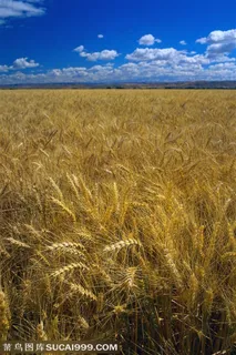 农作物-蓝天白云下被风吹得摆动的麦穗 农作物-蓝天白云下被风吹得摆动的麦穗