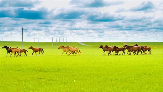 呼伦贝尔草原骏马图片