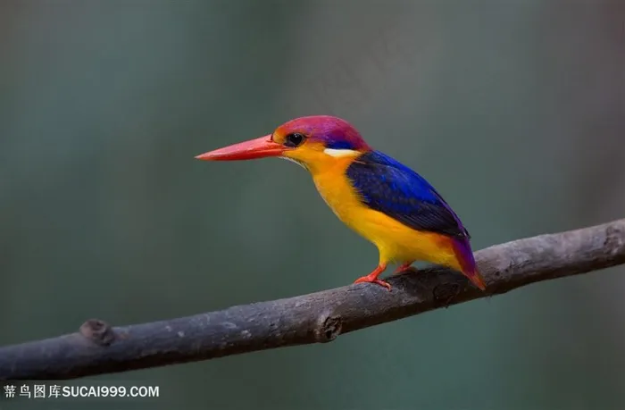 红色长嘴巴小鸟类图片