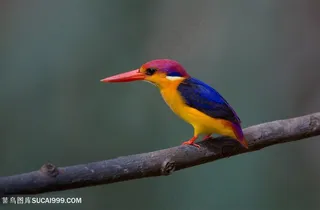 红色长嘴巴小鸟类图片