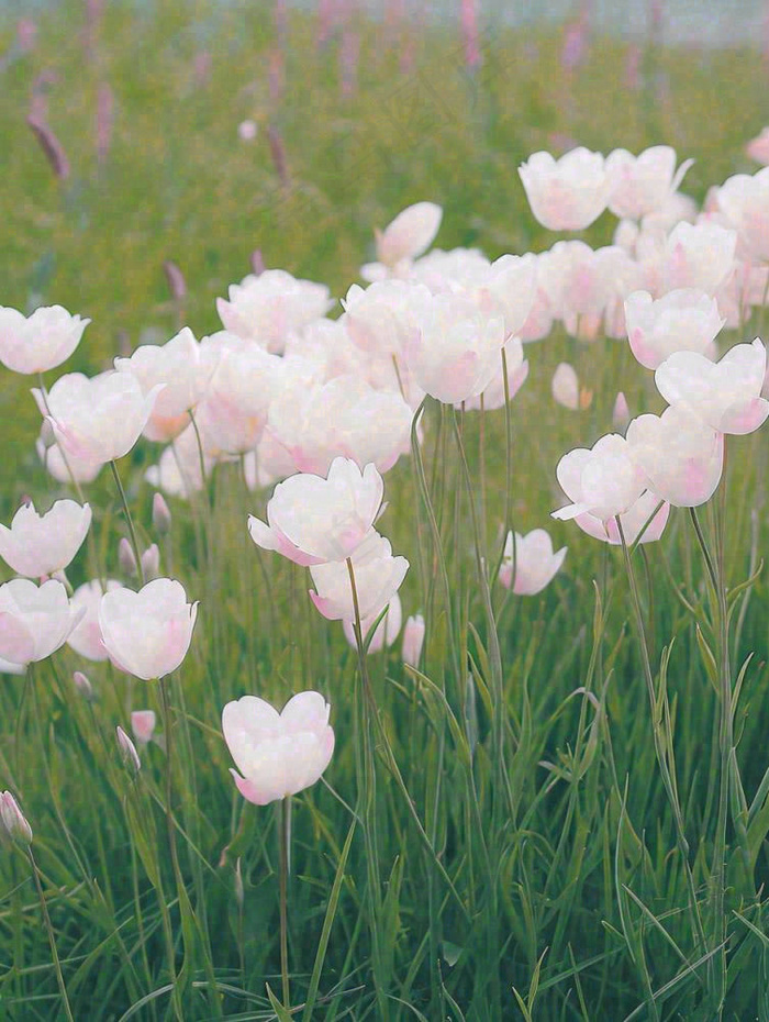 春天粉色郁金香花海绿叶温馨阳光，春分摄影图(928x1232)