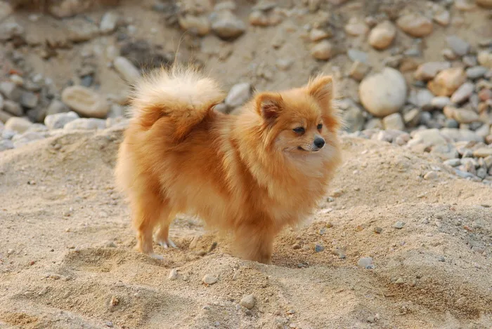 沙地狐狸狗图片