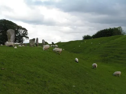 羊白羊牧场动物素材动物实拍