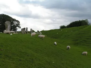羊白羊牧场动物素材动物实拍