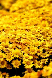 唯美菊花图片下载 唯美菊花图片下载