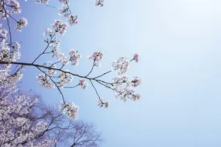 立春春天背景花图片