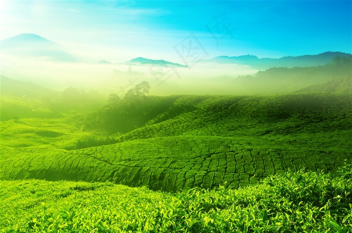 漫山遍野的茶树种植园田园风光