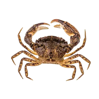 螃蟹(34)海鲜超市商品红酒白底图免抠实物摄影png格式图片透明底