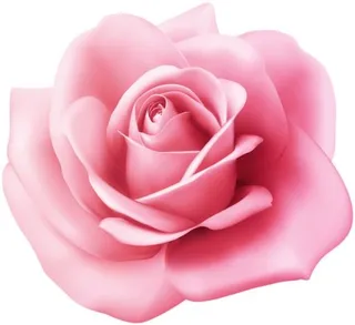 玫瑰 PNG免抠