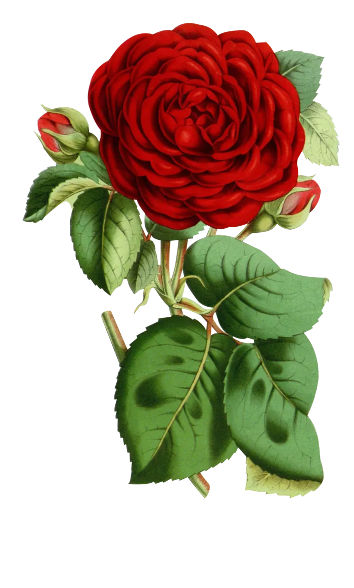 鲜花玫瑰免扣素材