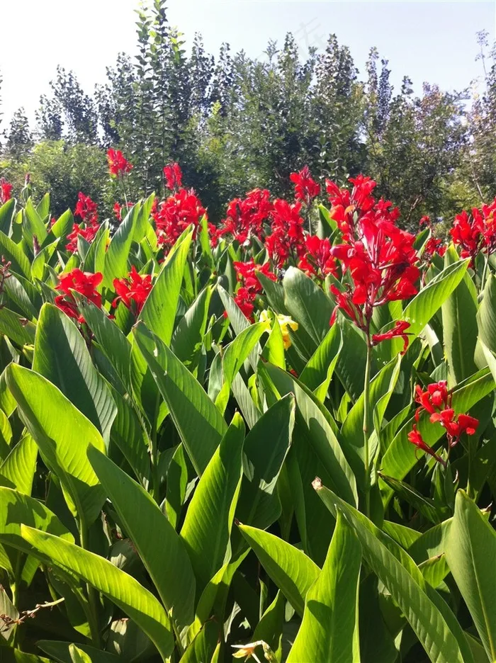 红色的美人蕉