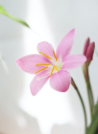 白色纯洁百合摄影素材