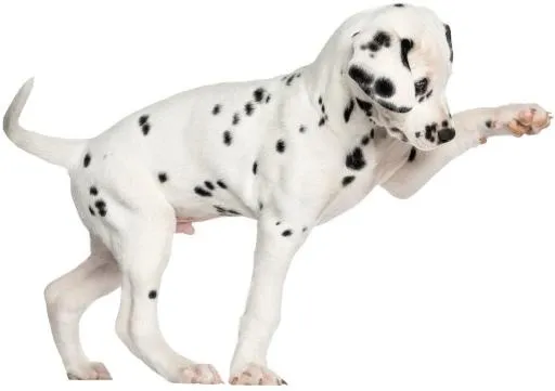 斑点狗 PNG免抠(4460x3147)