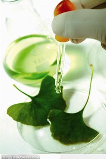 生物技术-滴向培养皿中的银杏树叶