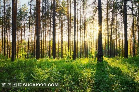 树林阳光杂草自然风光唯美摄影高清图片