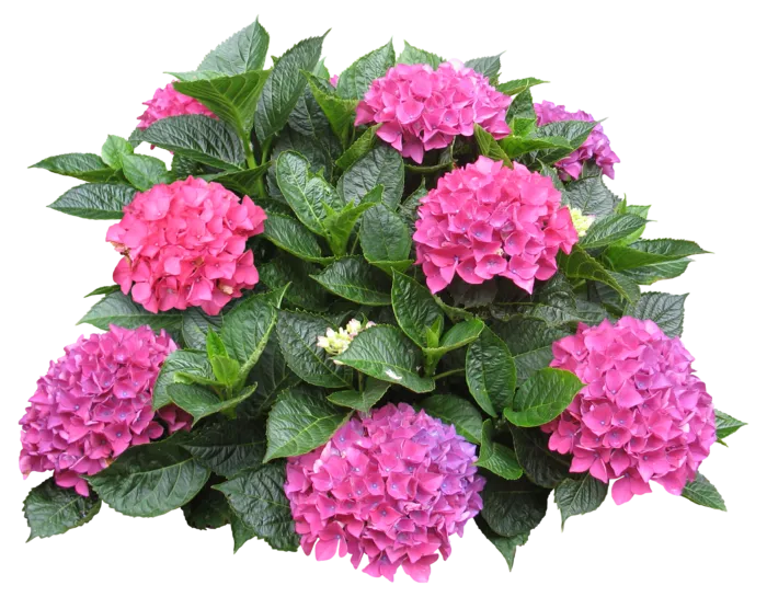 高清树木素材 免抠PSD植物素材 美术绘画园林贴图 树草灌木花草