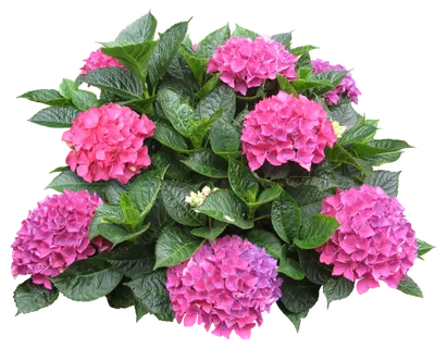 高清树木素材 免抠PSD植物素材 美术绘画园林贴图 树草灌木花草