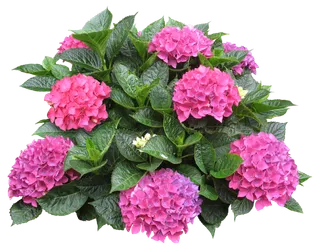 高清树木素材 免抠PSD植物素材 美术绘画园林贴图 树草灌木花草