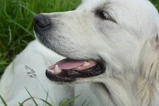 高清白色金毛犬图片