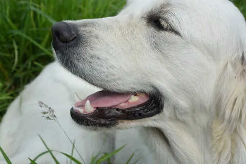 高清白色金毛犬图片 高清白色金毛犬图片