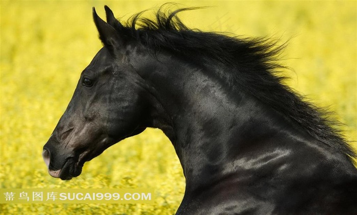 黑骏马