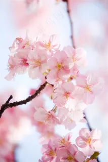 唯美粉色樱花鲜花图片 唯美粉色樱花鲜花图片