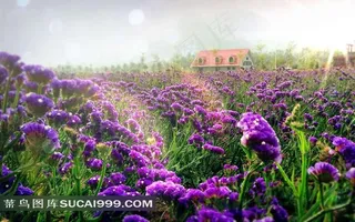 唯美薰衣草风景摄影