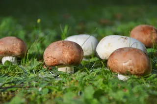 森林地面蘑菇图片