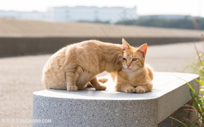 高清石凳上玩耍的黄色猫咪图片