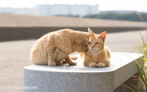 高清石凳上玩耍的黄色猫咪图片