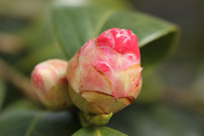 茶花花蕾图片