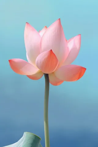 粉色荷花蓝色唯美背景