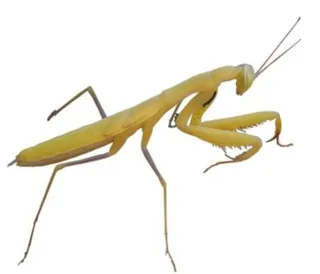 螳螂 PNG免抠