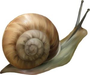 蜗牛 PNG免抠(300x249)