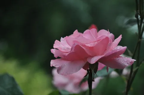 雨后粉色月季花图片 雨后粉色月季花图片