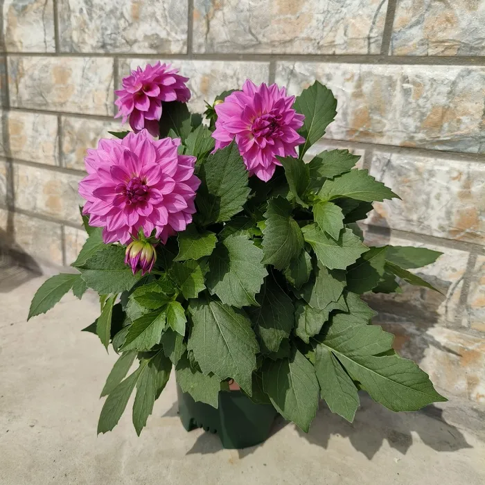 大丽花园艺花卉开花紫粉