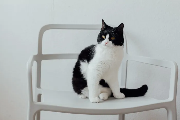 可爱猫咪猫猫摄影素材