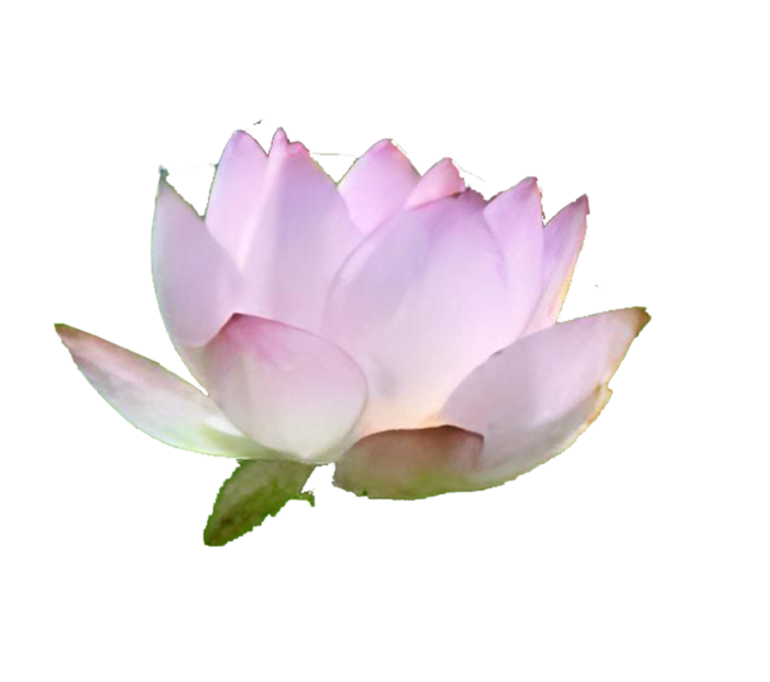 莲花免抠图片