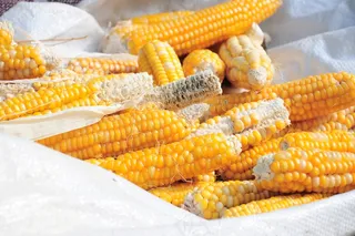 金黄干玉米棒图片